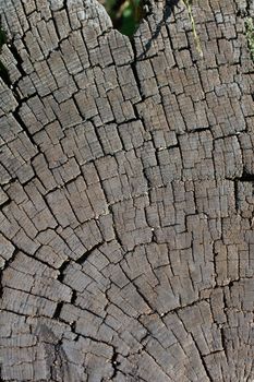 Old Weathered cracked tree stump texture background with the cross section