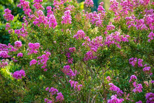 Detail of Lagerstroemia plant in flowering at sunset