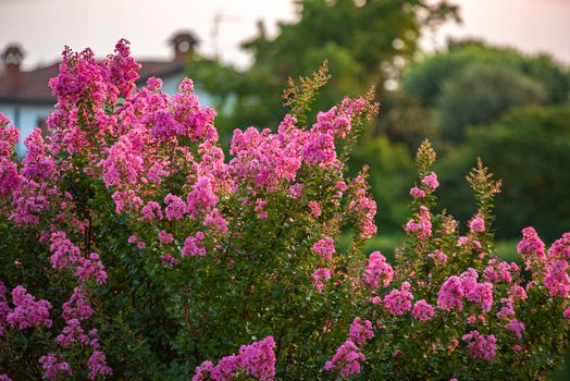 Detail of Lagerstroemia plant in flowering at sunset