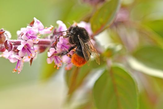 red-tailed bumblebee on basil flower