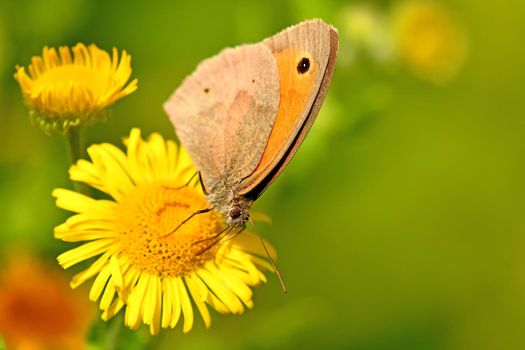 Meadow brown, butterfly on a yellow flower