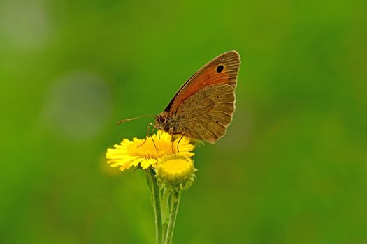 Meadow brown, butterfly on a yellow flower