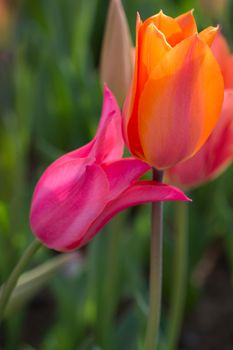 tulips of various colors  in  nature in spring time