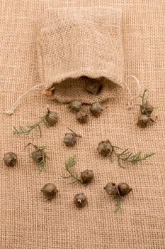 Plant pods, capsules out of sack on a canvas