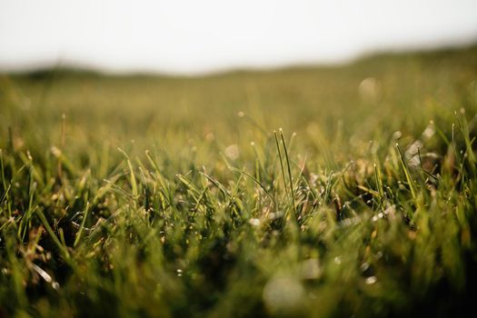 Close up of freshly cutting grass on the green lawn or field with sun beam, soft focus, free space.