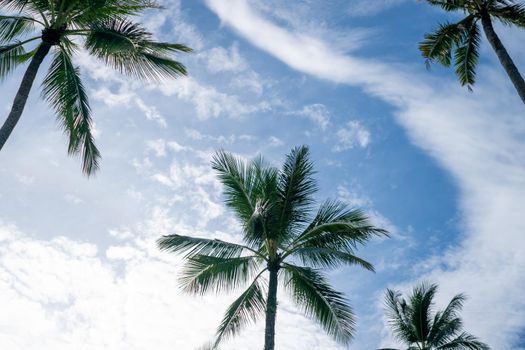 Tropical palm coconut trees on sunset sky flare and bokeh nature colorful copy space summer concept background.