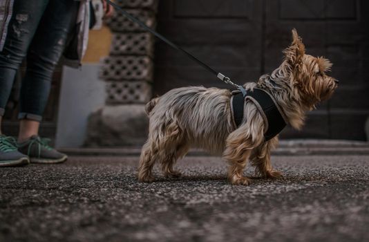 10 Years Old Australian Silky Terrier on a Leash. Walking with Pet.