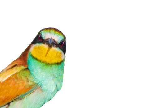 beautiful bird interesting looks into the camera, isolate