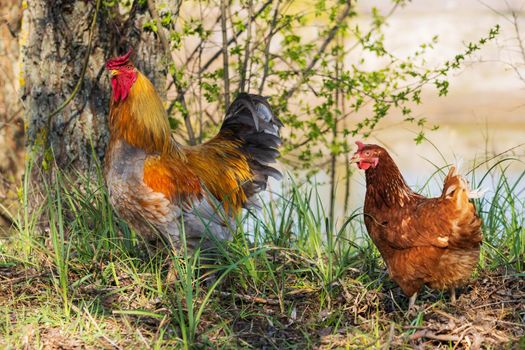 rooster and hen among the spring greenery, farm