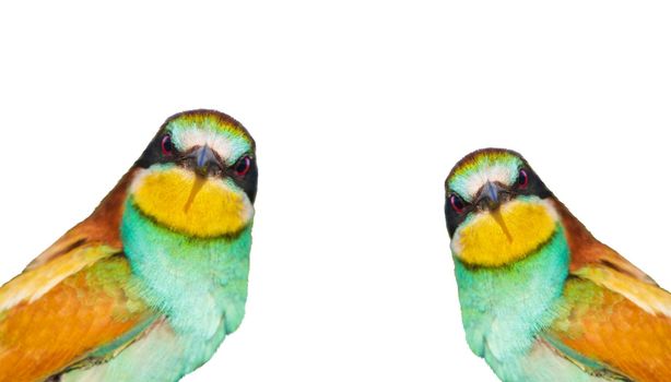 beautiful birds interesting looks into the camera, isolate
