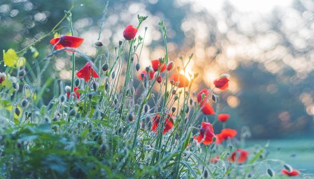spring morning and sunrise over red poppies, nature awakening, spring