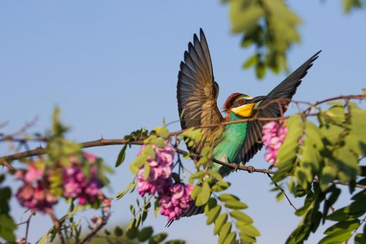 beautiful wild bird spread its wings, nature awakening, spring