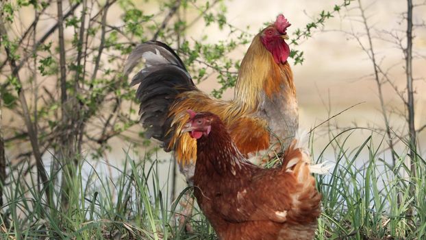 hen and the rooster are agitated and cocooted, farm