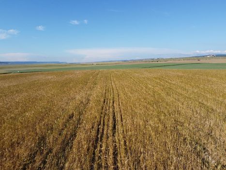 Green wheat field in countryside, close up. Field of wheat blowing in the wind at sunny spring day. Young and green Spikelets. Ears of barley crop in nature. Agronomy, industry and food production