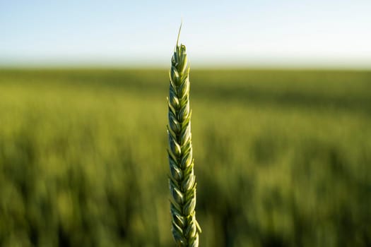 Young green wheat spikelet with a agricultural field on background. Unripe cereals. The concept of agriculture, organic food. Wheat sprout growing in soil