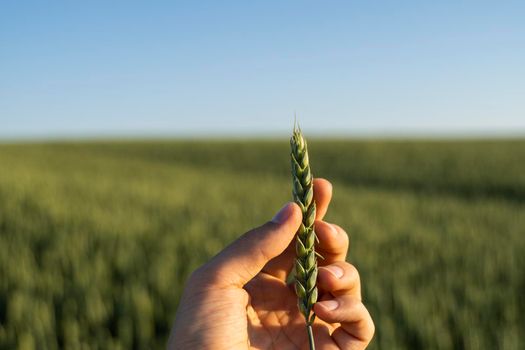 Farmer holds a green ear of wheat on agricultural field. Unripe cereals. The concept of agriculture, organic food. Wheat sprout growing in soil. Close up on sprouting wheat