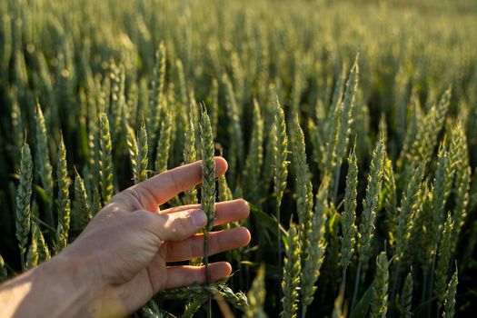 Farmer holds a green ear of wheat on agricultural field. Unripe cereals. The concept of agriculture, organic food. Wheat sprout growing in soil. Close up on sprouting wheat