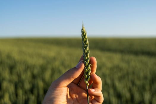 Farmer holds a green ear of wheat on agricultural field. Unripe cereals. The concept of agriculture, organic food. Wheat sprout growing in soil. Close up on sprouting wheat