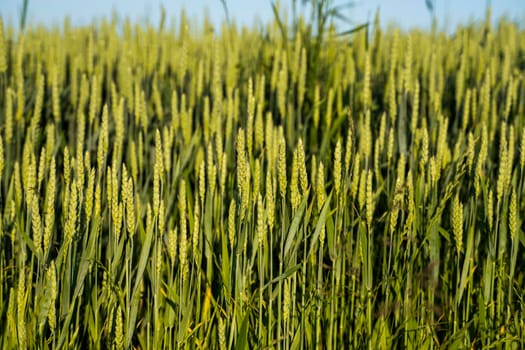Green wheat field. Agricultural field