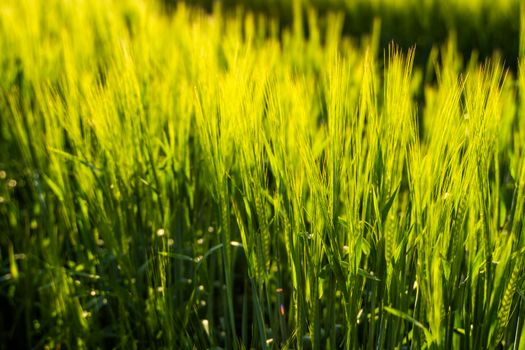 Young green barley growing in agricultural field in spring. Unripe cereals. The concept of agriculture, organic food. Barleys sprout growing in soil. Close up on sprouting barley in sunset