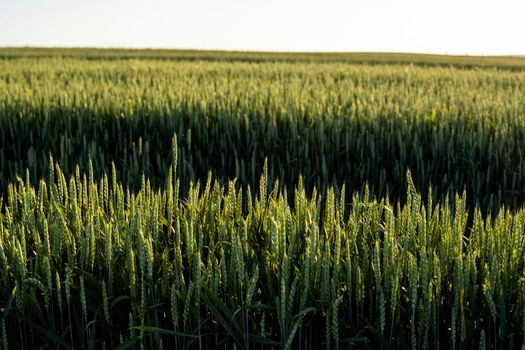 Close up of wheat ears growing on the field. Summer landscape. Agriculture harvest. Countryside background. Grain for wheat flour. Agribusiness