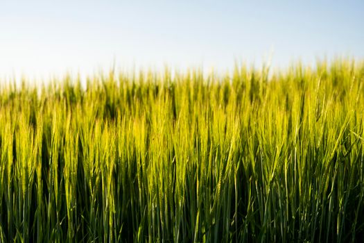 Young green barley growing in agricultural field in spring. Unripe cereals. The concept of agriculture, organic food. Barleys sprout growing in soil. Close up on sprouting barley in sunset