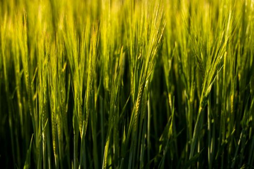 Young green barley growing in agricultural field in spring. Unripe cereals. The concept of agriculture, organic food. Barleys sprout growing in soil. Close up on sprouting barley in sunset