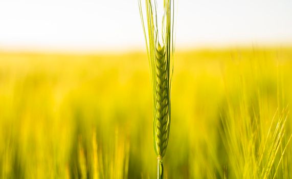 Young green barley growing in agricultural field in spring. Unripe cereals. The concept of agriculture, organic food. Barleys sprout growing in soil. Close up on sprouting barley in sunset