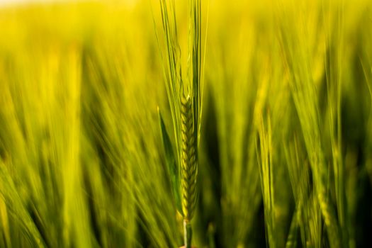 Young green barley growing in agricultural field in spring. Unripe cereals. The concept of agriculture, organic food. Barleys sprout growing in soil. Close up on sprouting barley in sunset