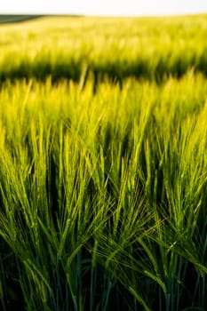 Young green barley growing in agricultural field in spring. Unripe cereals. The concept of agriculture, organic food. Barleys sprout growing in soil. Close up on sprouting barley in sunset