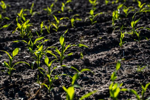 Growing young green corn seedling sprouts in cultivated agricultural farm field, shallow depth of field. Agricultural scene with corn's sprouts in earth closeup