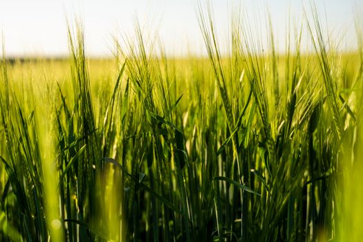 Barleys sprout growing in soil. Close up on sprouting barley in sunset