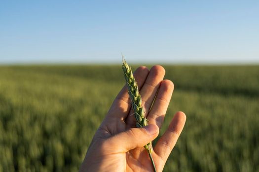 Farmer holds a green ear of wheat on agricultural field. Unripe cereals. The concept of agriculture, organic food. Wheat sprout growing in soil. Close up on sprouting wheat