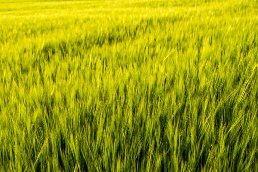 Young green barley growing in agricultural field in spring. Unripe cereals. The concept of agriculture, organic food. Barleys sprout growing in soil. Close up on sprouting barley in sunset