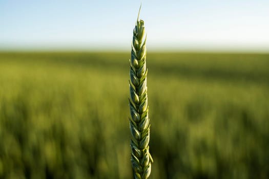 Young green wheat spikelet with a agricultural field on background. Unripe cereals. The concept of agriculture, organic food. Wheat sprout growing in soil