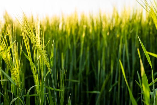 Young green barley growing in agricultural field in spring. Unripe cereals. The concept of agriculture, organic food. Barleys sprout growing in soil. Close up on sprouting barley in sunset