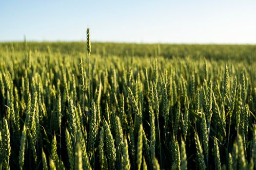 Young green wheat growing in agricultural field. Unripe cereals. The concept of agriculture, organic food.