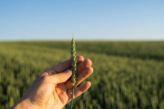 Farmer holds a green ear of wheat on agricultural field. Unripe cereals. The concept of agriculture, organic food. Wheat sprout growing in soil. Close up on sprouting wheat