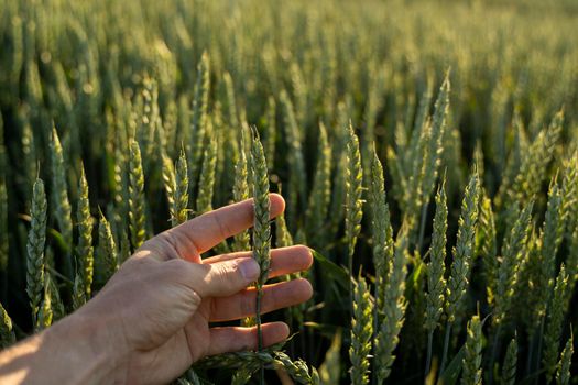 Close up of wheat ears growing on the agricultural field in a fertile soil. Summer landscape. Agriculture harvest. Countryside background. Grain for wheat flour. Agribusiness