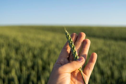 Farmer holds a green ear of wheat on agricultural field. Unripe cereals. The concept of agriculture, organic food. Wheat sprout growing in soil. Close up on sprouting wheat