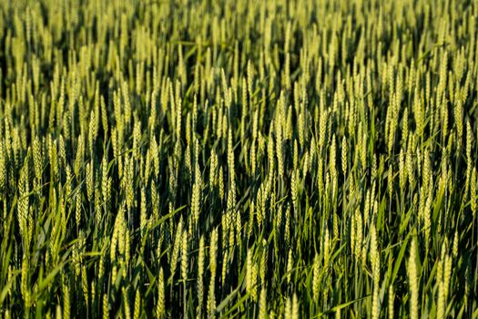 Fresh ears of young green wheat in spring summer field close-up. Agriculture