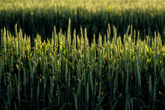 Fresh ears of young green wheat in spring summer field close-up. Agriculture