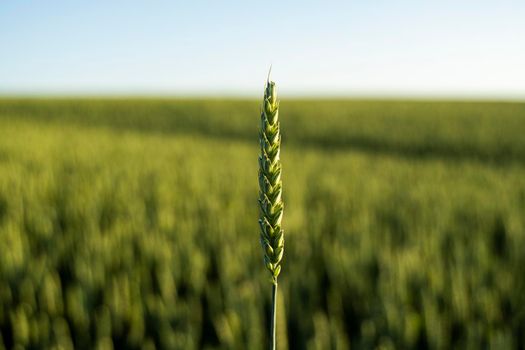 Young green wheat spikelet with a agricultural field on background. Unripe cereals. The concept of agriculture, organic food. Wheat sprout growing in soil