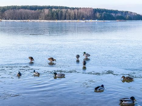 Drakes, mallard ducks and swans swimming in a frozen lake in winter. High quality 4k footage
