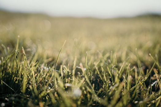 Close up of freshly cutting grass on the green lawn or field with sun beam, soft focus, free space.