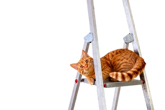 Funny young tabby-red cat sits on construction and repair step-ladder on white background. Repair, housewarming, moving. DIY concept. Selective focusing.
