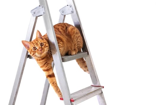 Funny young tabby-red cat sits on construction and repair step-ladder on white background. Repair, housewarming, moving. DIY concept. Selective focusing. Copy space.