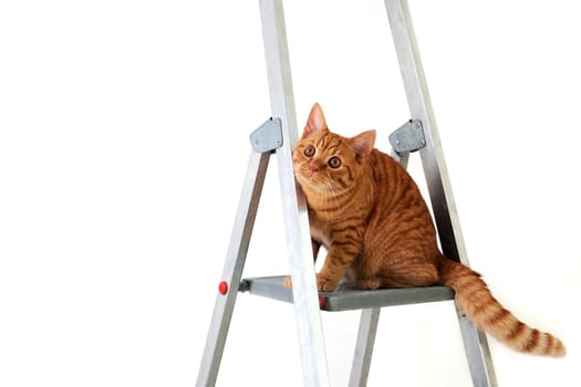 Funny young tabby-red cat sits on construction and repair step-ladder on white background. Repair, housewarming, moving. DIY concept. Selective focusing.