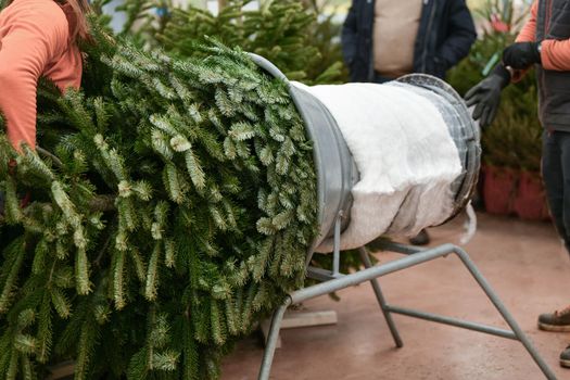 Salesman being wrapped up a cut Christmas tree packed in a plastic net