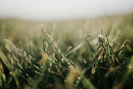 Close up of freshly cutting grass on the green lawn or field with sun beam, soft focus, free space.